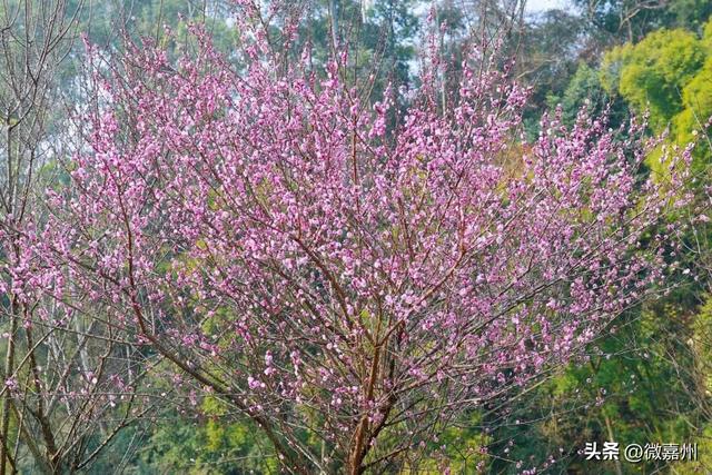 梅香漫绿心 嘉州绿心公园迎赏梅热潮