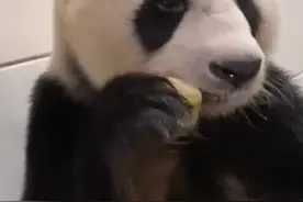 国宝吃苹果一口下去懵了 网友：大熊猫再次强调不要拿拍蒜的刀切苹果图片