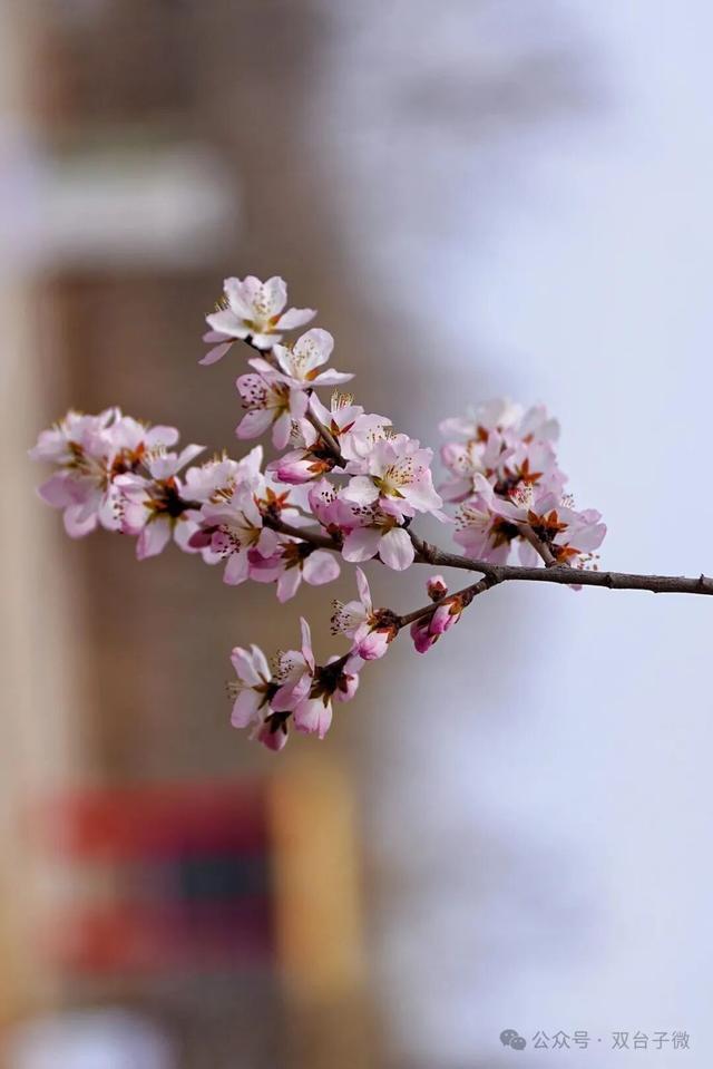 【视觉•双台子】十里桃香醉春风 满树芳菲映城郭