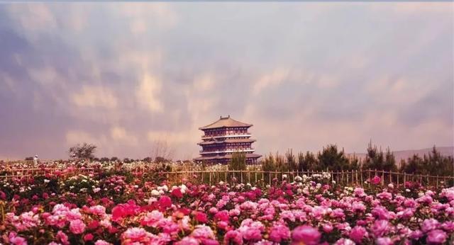 听劝！来呼和浩特赏花吧，四季可约~