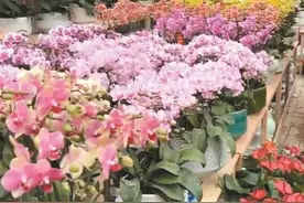 西安年宵花市场火爆 “线上线下共绽新春色彩”图片