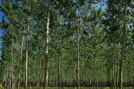 农村俗语：“三树进宅门，祸事天上来”是哪三种树？有什么寓意？图片