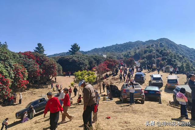 昌宁天堂山：万亩杜鹃春意闹 生态美景醉游人
