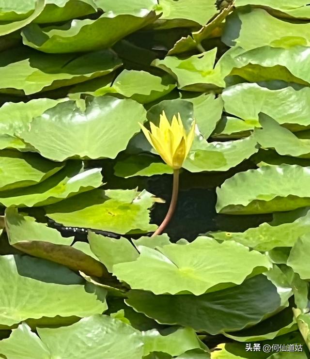 荔湾湖睡莲
