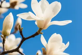 诗不可说 | 木兰花，从此时时春梦里，应添一树女郎花图片