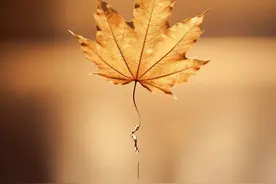 痛风急发作，这几个外用小方，打粉蜜调外敷：清热祛湿通络止痛好图片