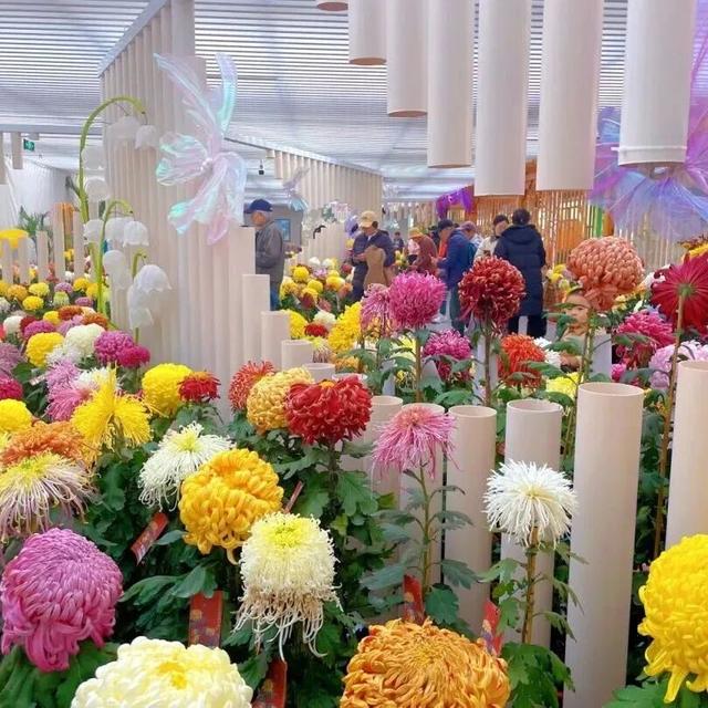 不当“菊”外人，丰台赏菊正当时！