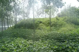 15年前的发现：曹操、华佗故里均在河南！图片