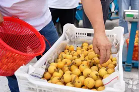 卖不起价的“小个头” 苏州地产枇杷遭遇“大年”烦恼图片