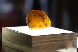 进博好物｜白垩纪琥珀定格亿年前的一瞬间图片