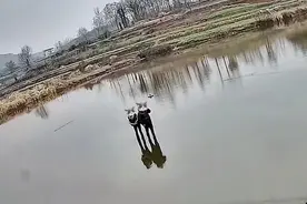 夫妻上演“轻功水上漂”？图片