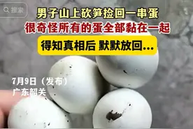 过山峰蛇蛋为啥不能碰？网友分享让人恐惧，太可怕了图片