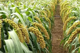 好吃的小米在哪里？我国5大著名产区上榜，有你们那吗？图片