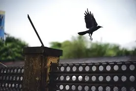 关于缅甸30个冷知识，带你了解真实的缅甸图片