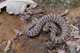 长白山采参人最怕的蛇！“守参蛇”到底是什么蛇？为何要守人参？图片