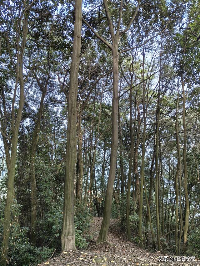 户外徒步之挑战缙云九峰，从健身梯道到狮子峰，走了四小时