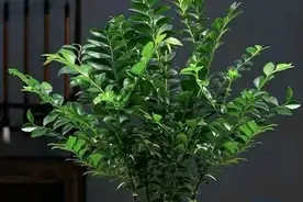 3种“名贵花”，养人旺家，能活上百年，家中的“镇宅之宝”。图片