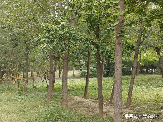 寻趣石家庄——光华路上的绿化带