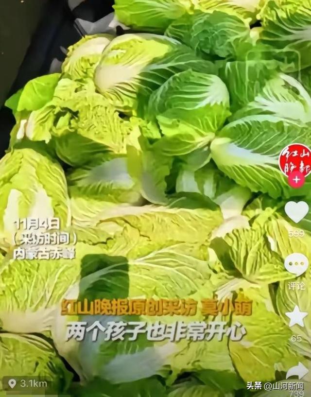 内蒙200亩白菜遭七八百人免费砍，菜农发声，游客反呛：来找我啊