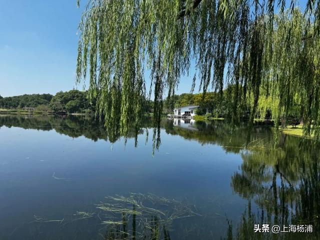 最佳观赏期！“毛茸茸”的杨浦秋日美景上线