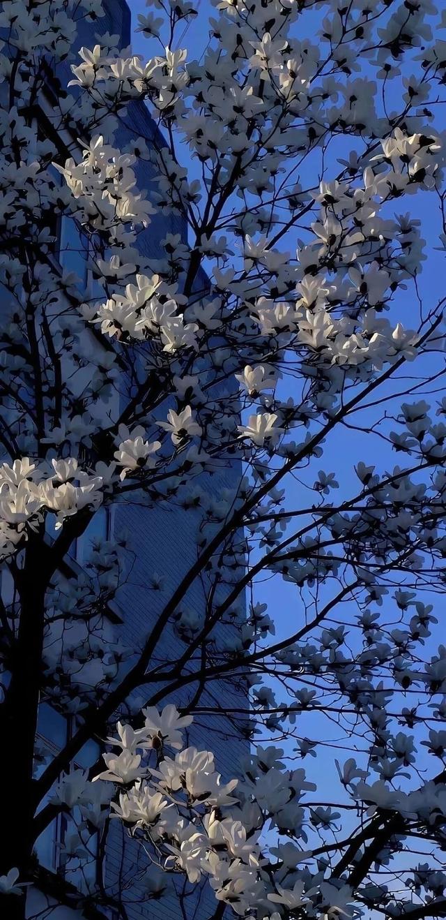 #治愈系风景 #全屏高清手机壁纸