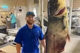 100多斤巨型鲢鳙被捕，肚子里鱼卵洗脸盆放不下，为啥不放了？图片