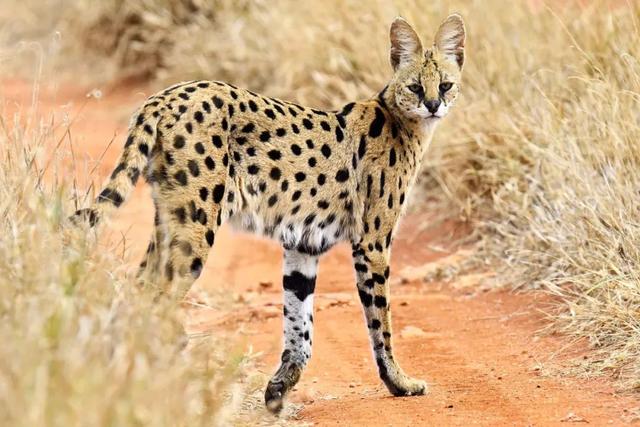 全世界100个宠物猫品种大赏！