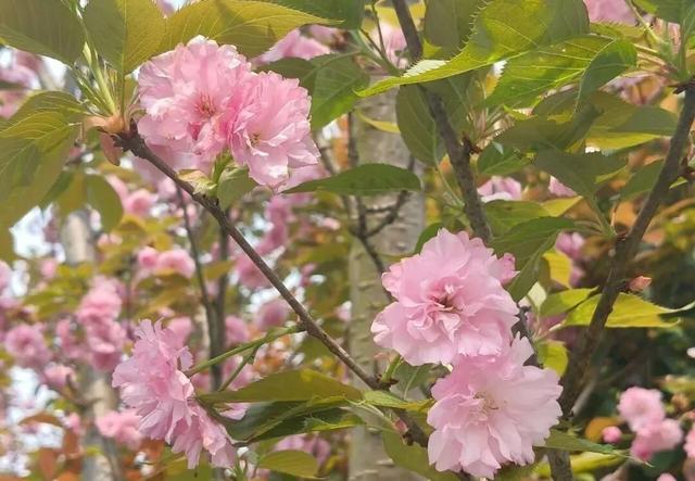 粉了！美了！醉了！这里的樱花最佳观赏期已到，美成童话