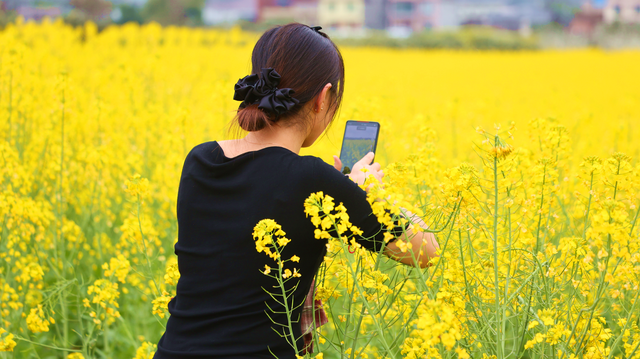 金浪翻涌醉春光 乐山嘉农粮蔬基地油菜花田美如画