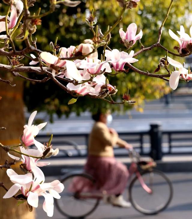 连云港春日“顶流”来啦！