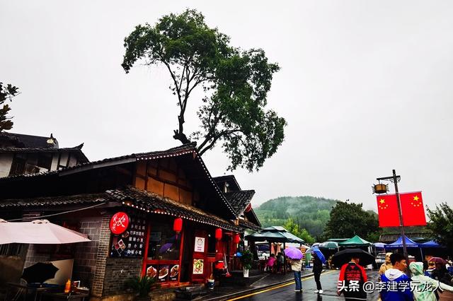 烟雨后柳