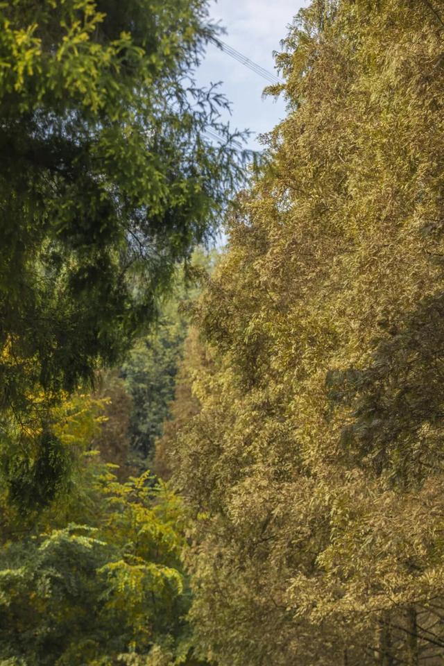 彩叶斑斓 层林尽染 重庆这个冬日童话小镇太美啦！