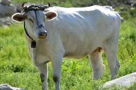 各个省的代表牛品种介绍图片