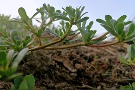 马齿苋焯水排酸是大错，农村大娘教一招，营养鲜美，不苦涩不发酸图片