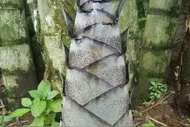 在云南，有一种世界上最大的竹子，被称“竹中之王”，太霸气了图片