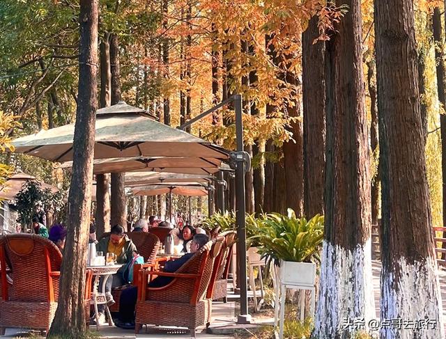 免费！成都府河上的水杉红惊艳来袭，地铁公交车直达！