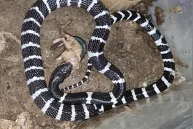 5只老鼠大战1.5米银环蛇，老鼠全灭银环蛇累瘫，老鼠不怕蛇吗？图片