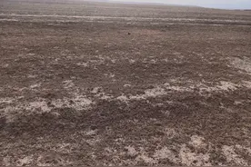 少年时守葵花地住茅棚半夜被窝里钻进一条蛇睡觉，早上发现被吓坏图片