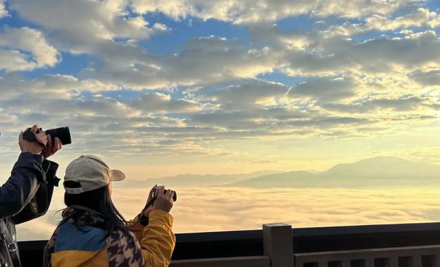 普洱这片茶林,自带“Wi-Fi”