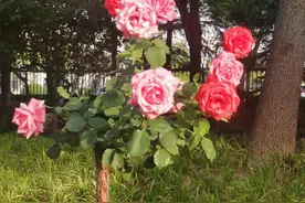 你用微信扫一扫树，花，动物或者物品，会有不一样的收获图片