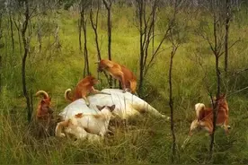 中华田园犬，称霸澳大利亚的顶级掠食者图片