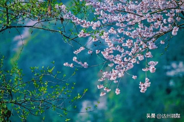 也就亿点点好看吧！月亮坪万亩野樱花海上线，快来打卡~
