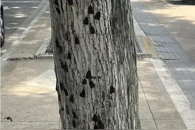 满树都是黑色飞蛾 到底什么来头？图片