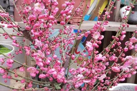 养不死的6种花，天生不怕冷，就要室外养，室内养就“挂”图片