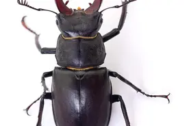 世界上最贵的昆虫，找到一个你就发财了图片