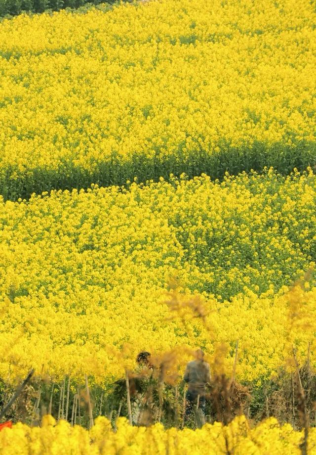 无锡又一公园火了！被称为 “苏南的西双版纳”，适合清明遛娃赏景