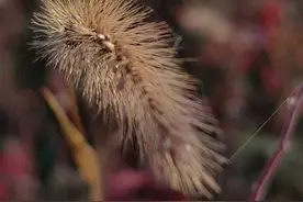 手机拍黑背景原来是这样拍出来的图片