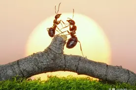 人蚁大作战，教你在家轻松灭蚁，简单实用，解决多数家庭的困扰！图片