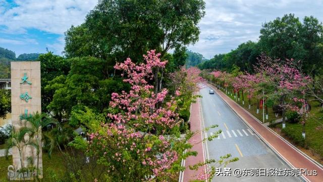 周末走起！东莞限定款“粉色花海”上线→