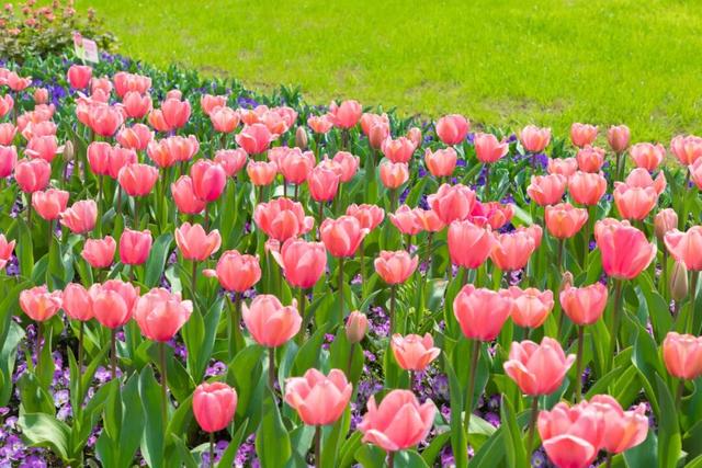 被南京郁金香花海惊艳到了